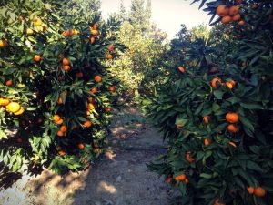 Seferihisar Mandalina Festivali